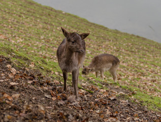 Rehe grasend am Hügel