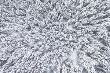 Winter forest background