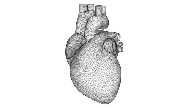 White 3D wireframe heart beats. Polygon Human heart on white background