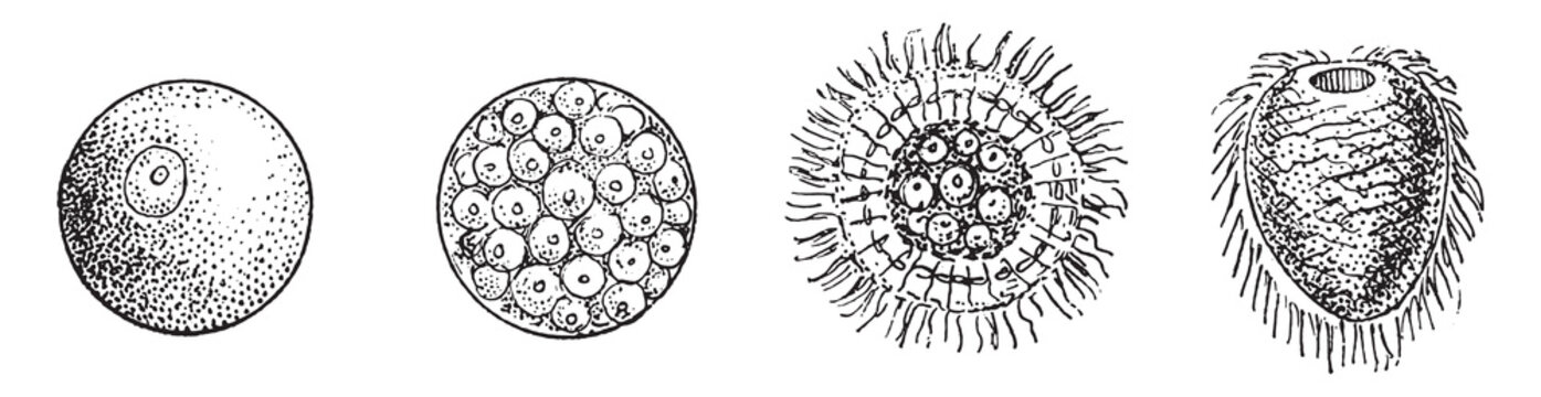 Evolution of a Zoophyte or Elementary Worm, vintage engraving.