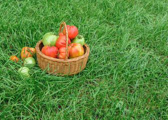Homemade tomatoes in a wicker basket on green grass.