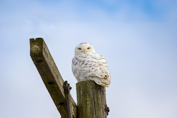 Snowy Stare