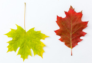 falling autumn foliage on white background