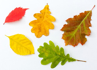 Collection of autumn leaves on white background