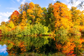 Fototapeta premium Autumn foliage in Pavlovsky park, Pavlovsk, St. Petersburg, Russia