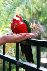Christmas King Parrot.