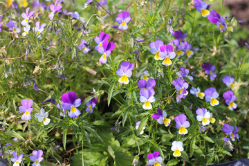 Obraz na płótnie Canvas Viola tricolor (heartsease) flowers in field, medicianal edible flowers, super food
