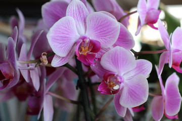 Pink orchids with a lot of flowers in bloom
