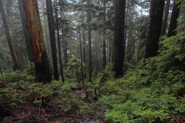 Looking down to the a misty forest