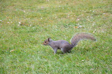 Eastern gray squirrel on green grass