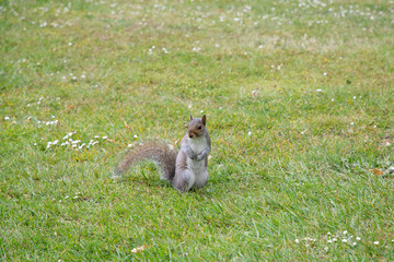 Eastern gray squirrel on green grass