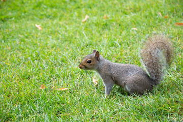 Eastern gray squirrel on green grass