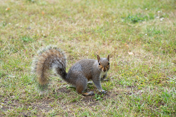 Eastern gray squirrel on green grass