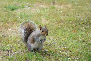 Eastern gray squirrel on green grass