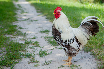 Colorful rooster on the farm,beautiful roosters walking on the street,Village eco concept