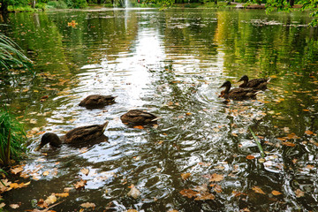 Enten auf dem Teich im Kurpark Bad Aibling, in Oberbayern