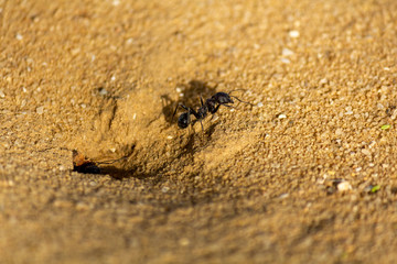 big ant in desert negev israel