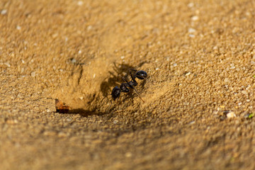 big ant in desert negev israel