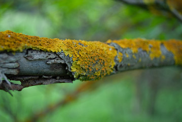 tree branch covered with moss