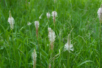 green field with flowering plantain