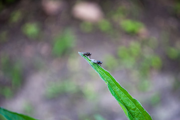 two flies sit on a stalk