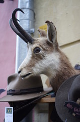 stuffed goat head