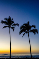 Silhoutte of palm trees at sunset