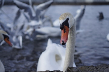 portrait of a swan