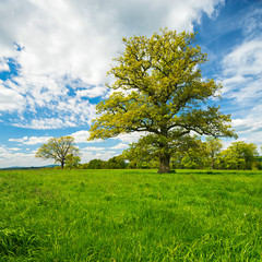 Fototapeta na wymiar Solitary Oak Tree in Green Field under Blue Sky in Spring