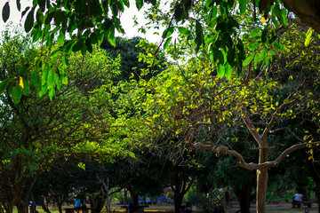 Green Trees