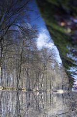 forest reflection in the river