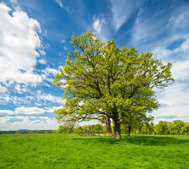 Fototapeta na wymiar Three Oak Trees in Green Field under Blue Sky in Spring
