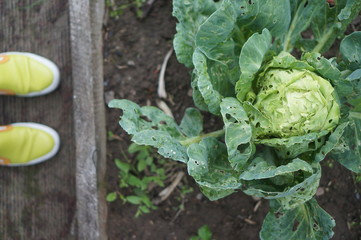 garden cabbage