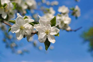 Kirschblüten am Baum