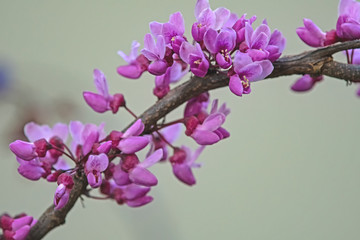 cercis forest pansy