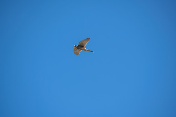 Kestrel flying against a clear sky