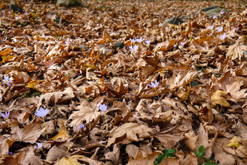 Autumn background. purple blossoming flower between dry autumn leaves in red, orange and brown colors.