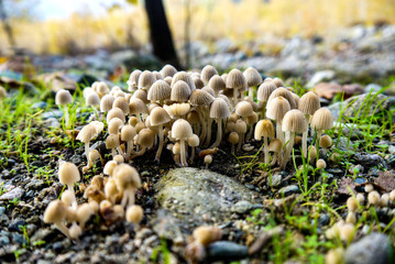A group of  mushrooms growing on moss covered ground with blurred forest background