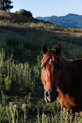 Portrait of a chestnut horse grazing in a pasture with the last of the evening light Eastern Washington State, USA