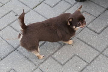 pet photo.dog a small growth.the color is brown.an old animal walking on the street in the summer in the city.