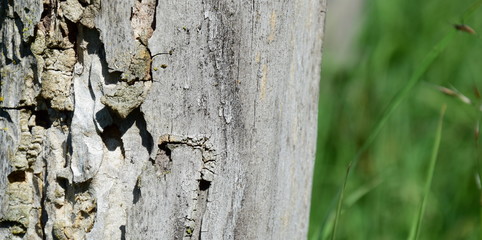 Altes Holz - Schädlingsbefall - Borkenkäfer - Holzwurm 