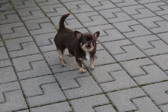 pet photo.dog a small growth.the color is brown.an old animal walking on the street in the summer in the city.