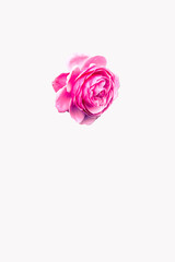 pink rose isolated on white background