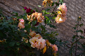 Obraz na płótnie Canvas beautiful roses near a stone wall