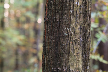 Tree trunk, close up. A beautiful palette of colors on the trunk attracts attention with its unusual appearance.