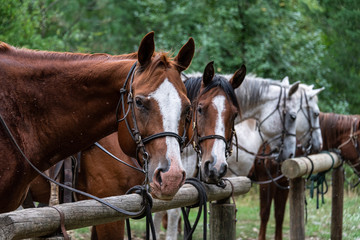 Lineup of horses tied up in the rain at wood hitching posts in Eastern Washington State, USA