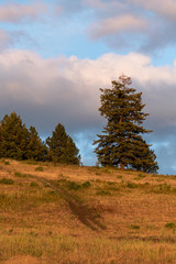 Obraz premium Evening light on pasture with dirt road going up the hill and trees on top, sky with clouds, Eastern Washington State, USA