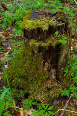 The basal remnant of a fallen tree in the forest in summer