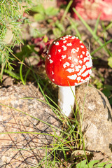 Red bright mushroom fly agaric with white spots near the stones