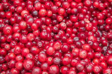 Ripe Red cranberries collected in the forest lies in the container